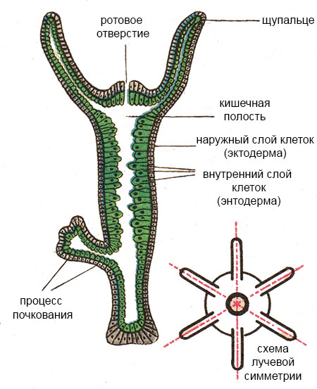 Кракен kr2web in что это